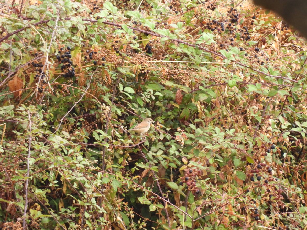 Greater Whitethroat - ML623997182