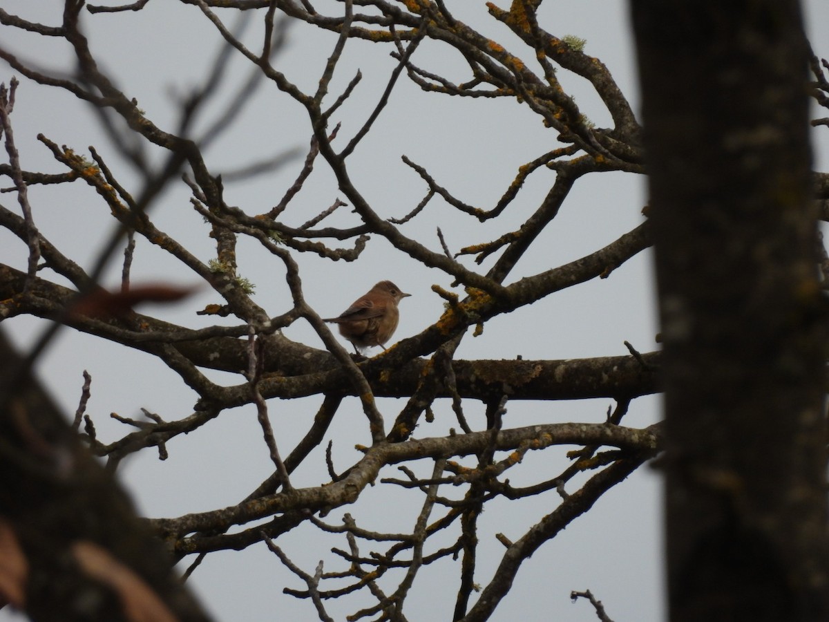 Greater Whitethroat - ML623997183