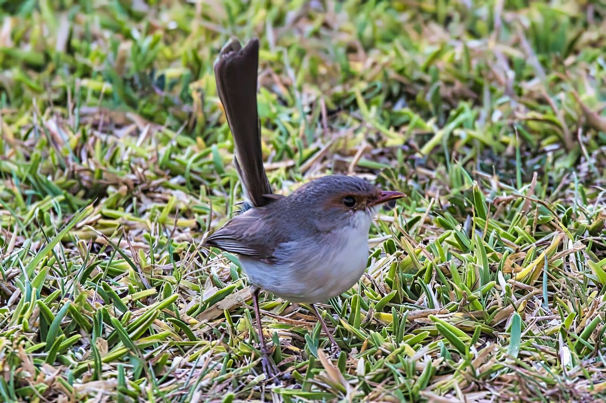 Superb Fairywren - ML623997184