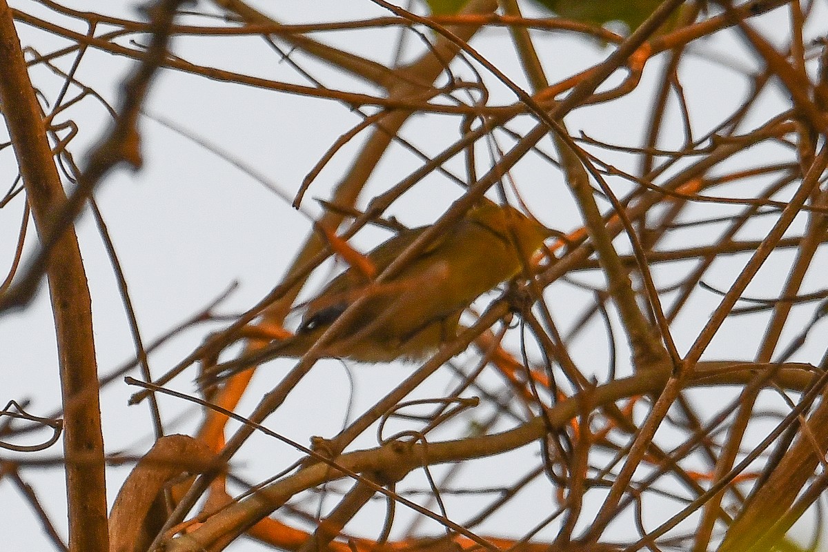 Helmeted Manakin - ML623997188