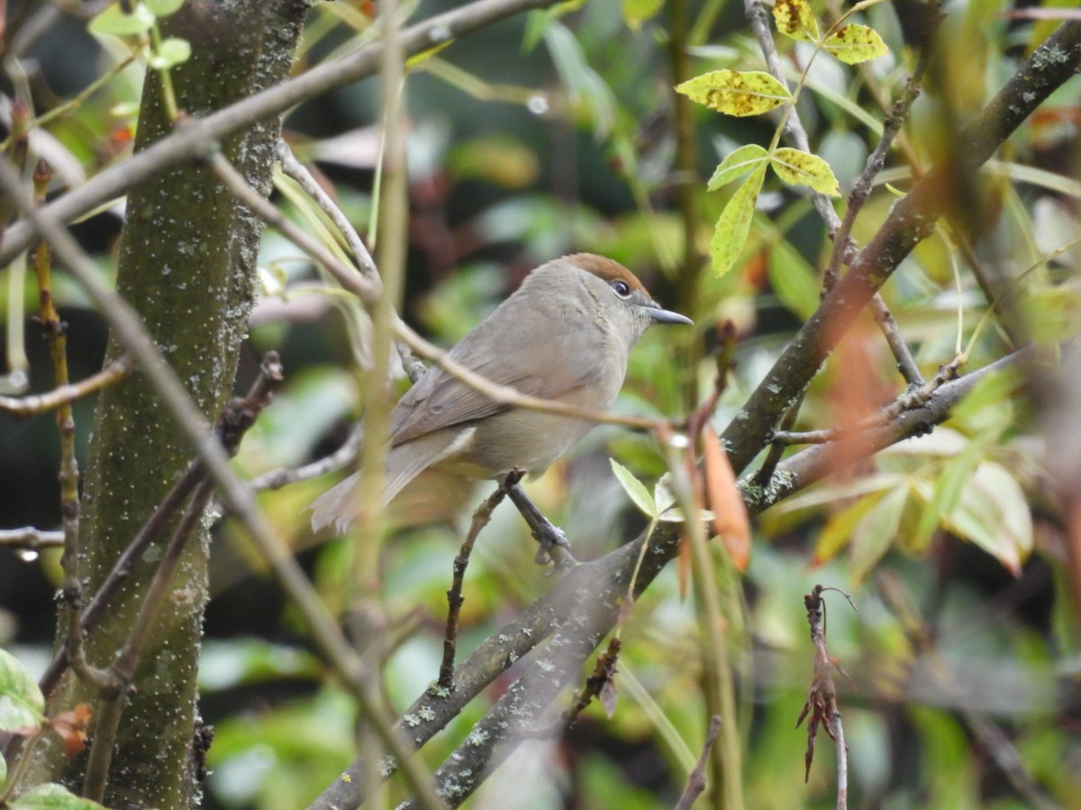 Eurasian Blackcap - ML623997190