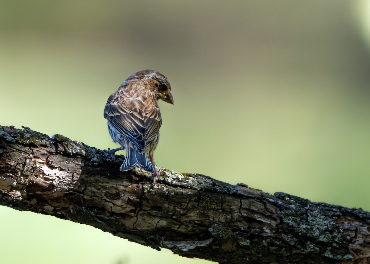 Purple Finch - Dori Eldridge