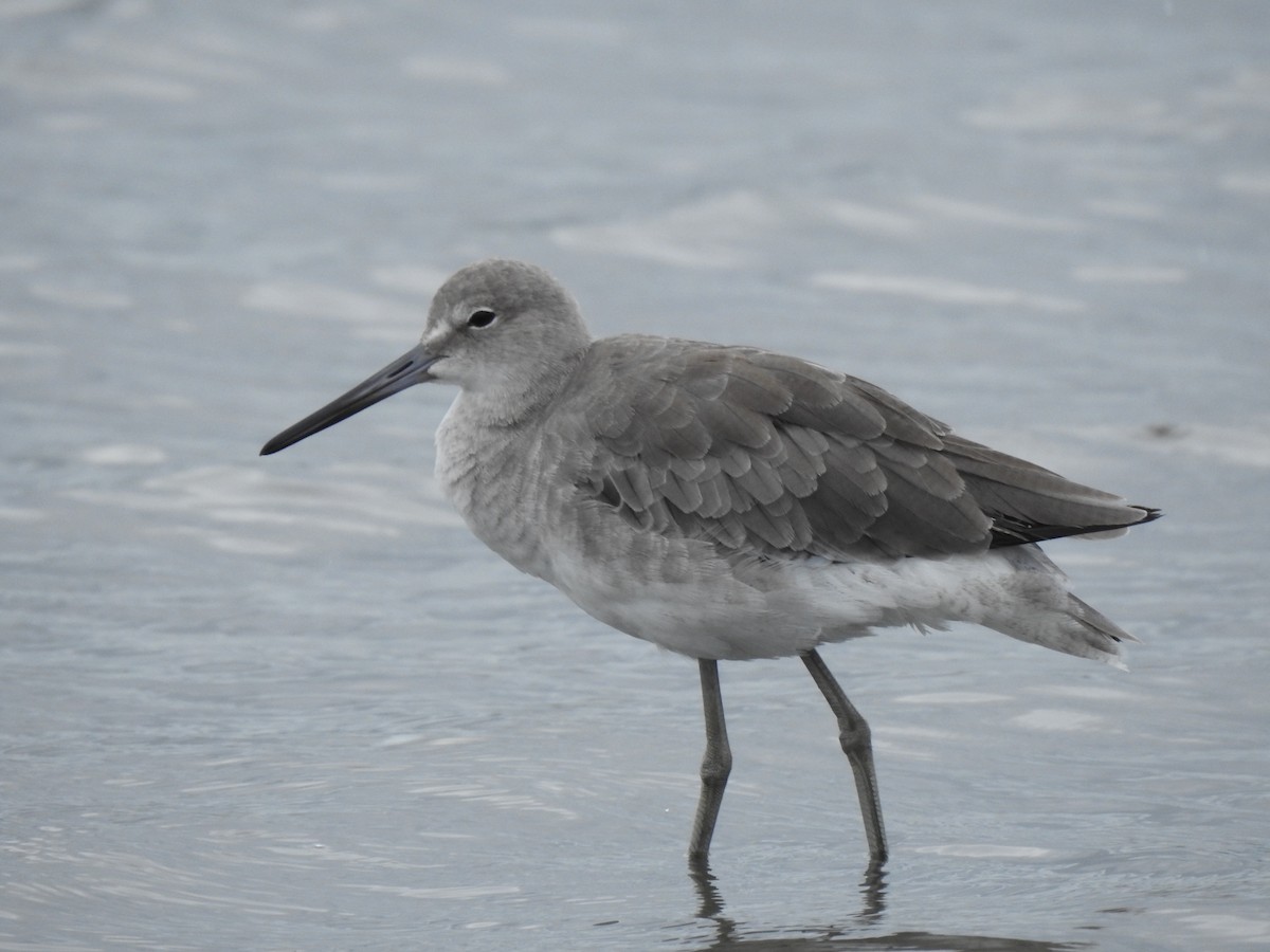 Willet - ML623997203