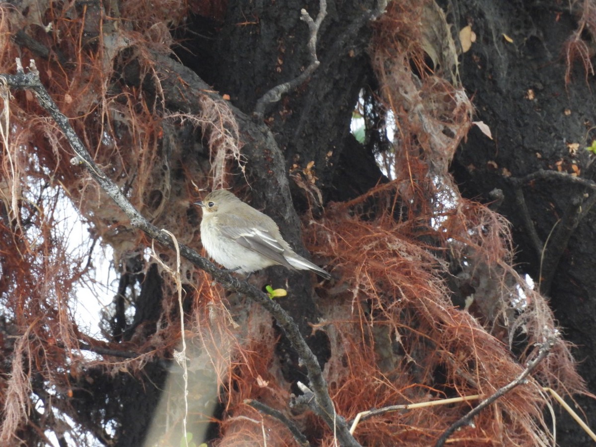 European Pied Flycatcher - Nelson Tito