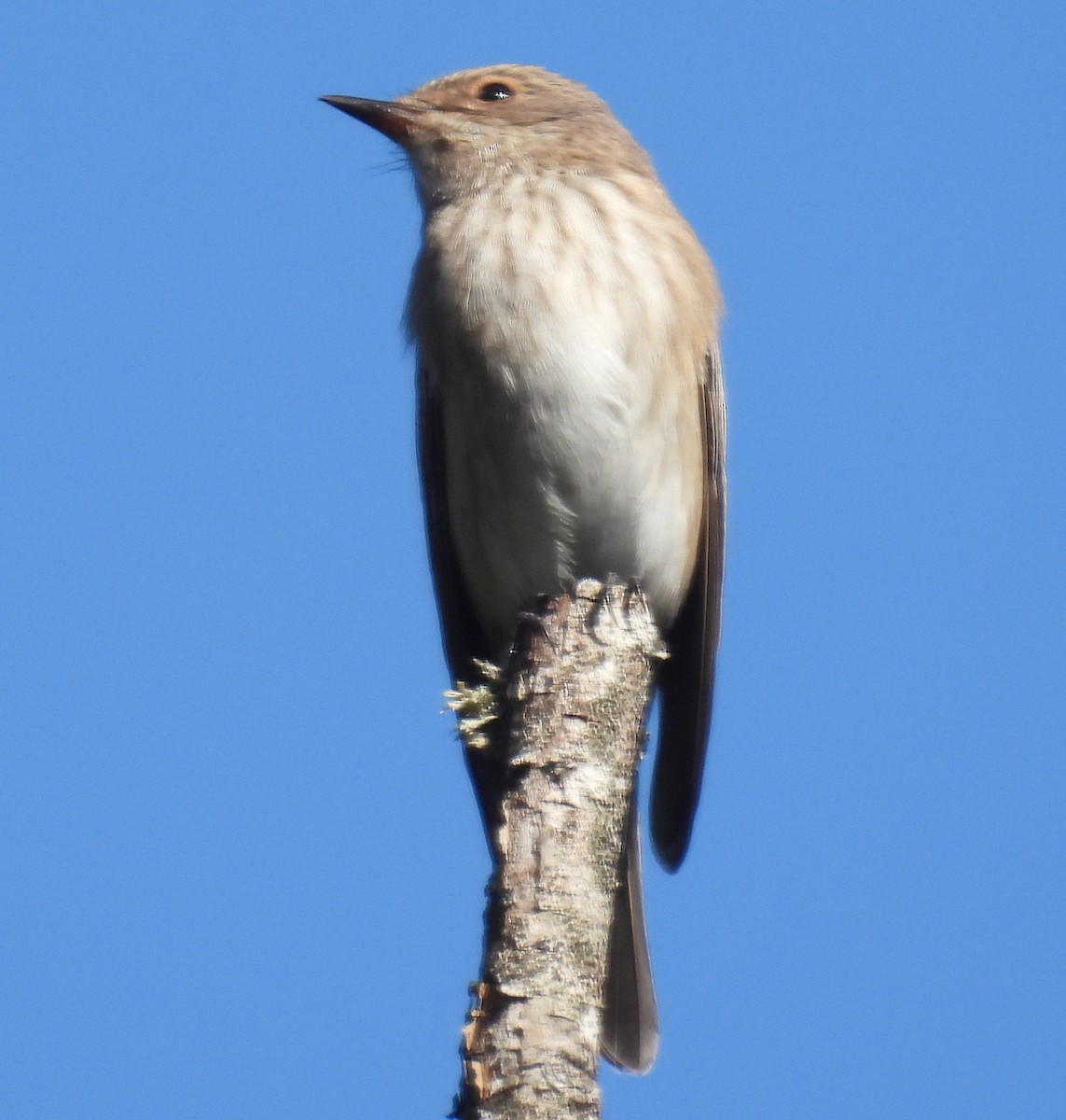 Spotted Flycatcher - ML623997229