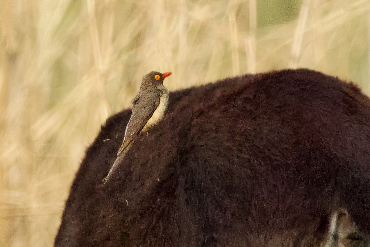 Red-billed Oxpecker - ML623997253