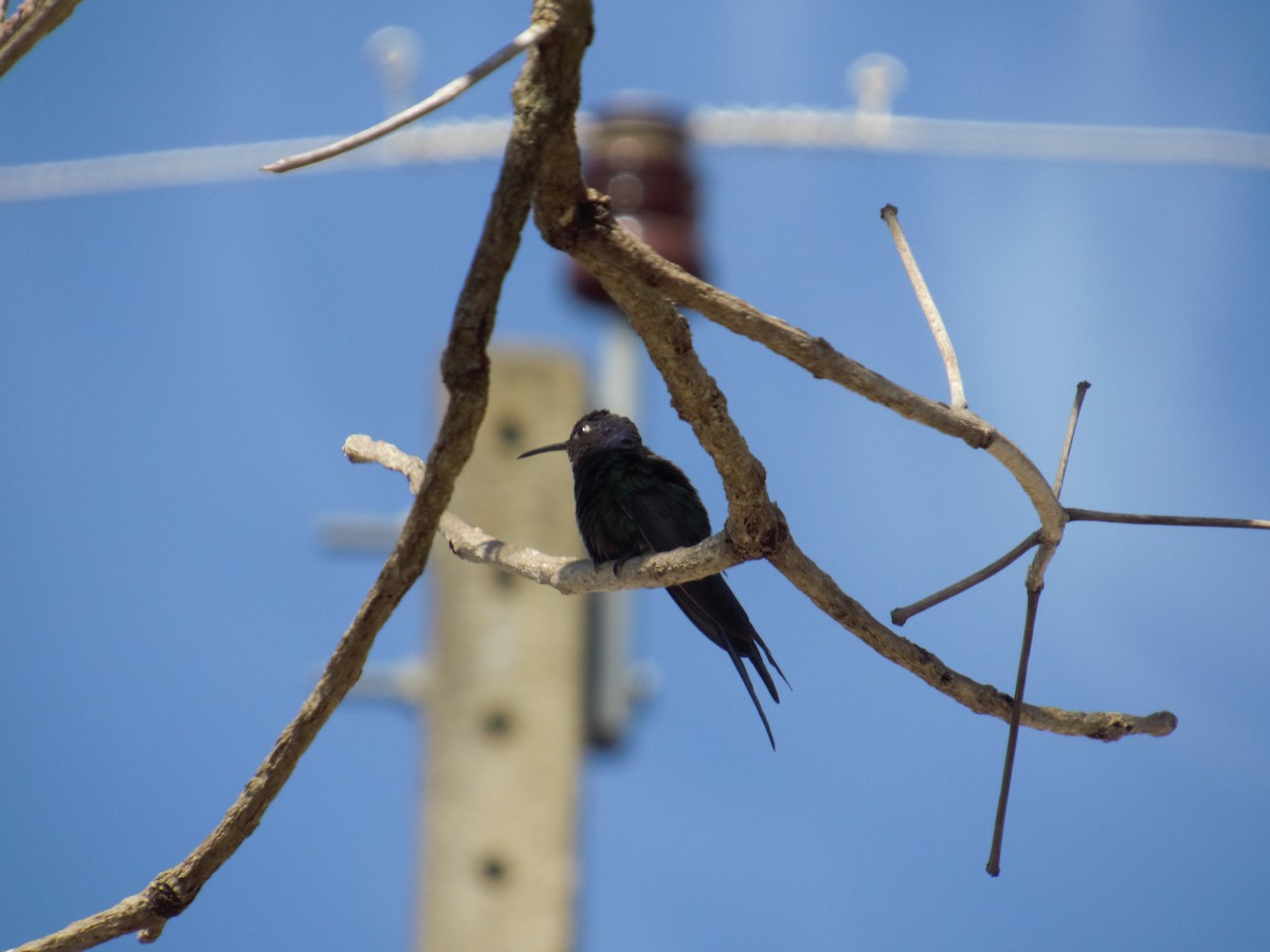 Swallow-tailed Hummingbird - ML623997255