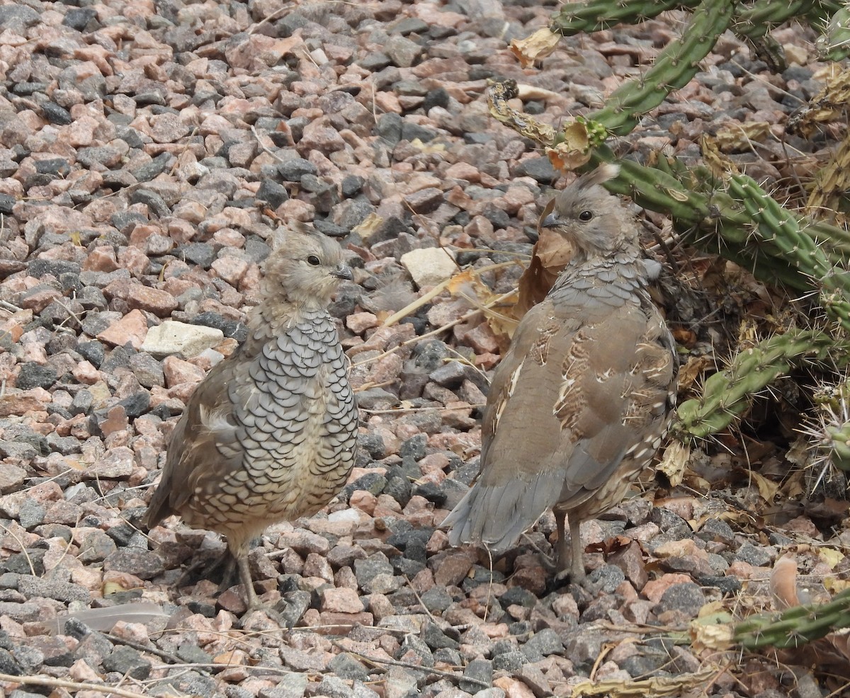 Scaled Quail - ML623997295