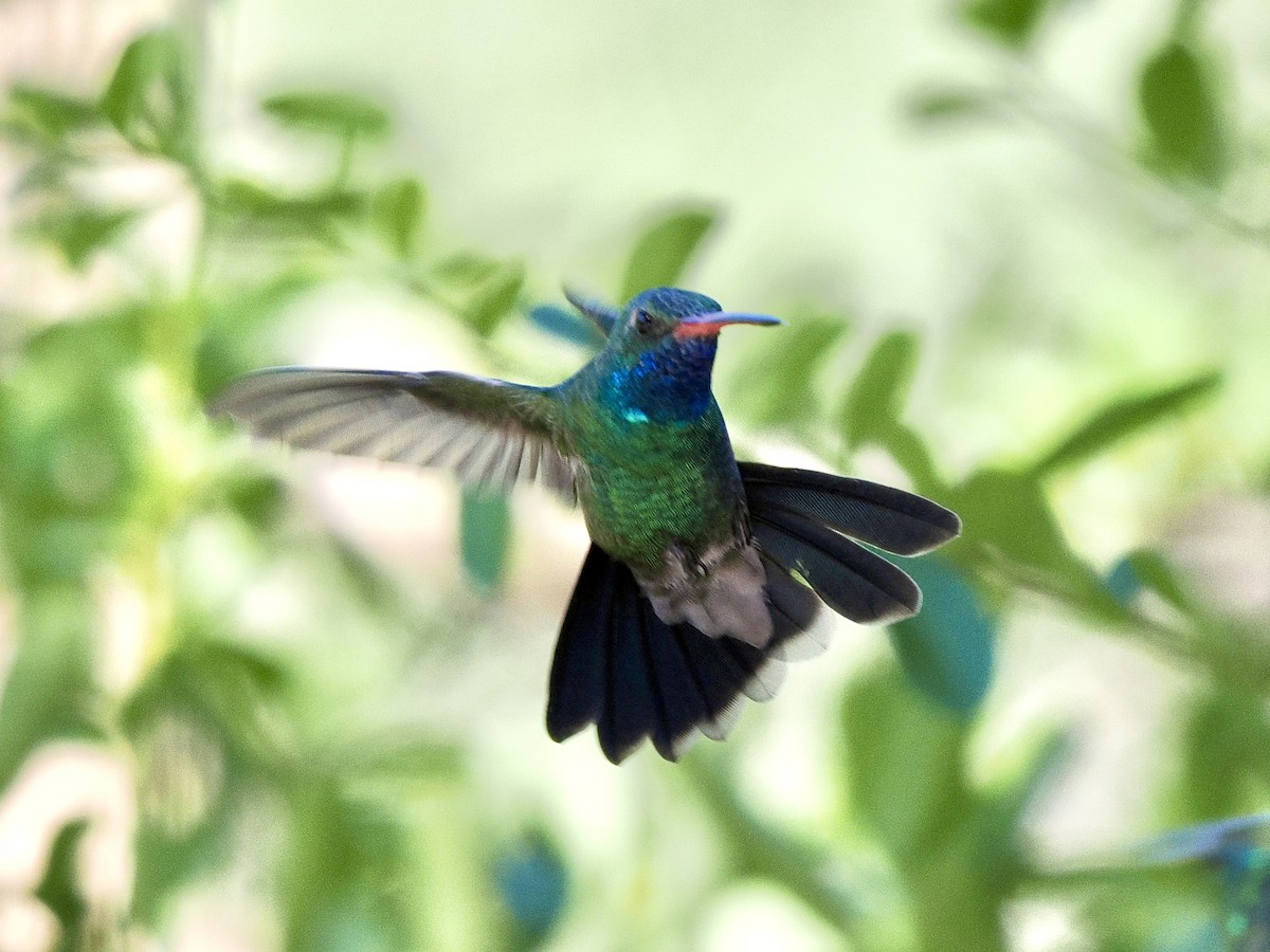 Broad-billed Hummingbird - ML623997297