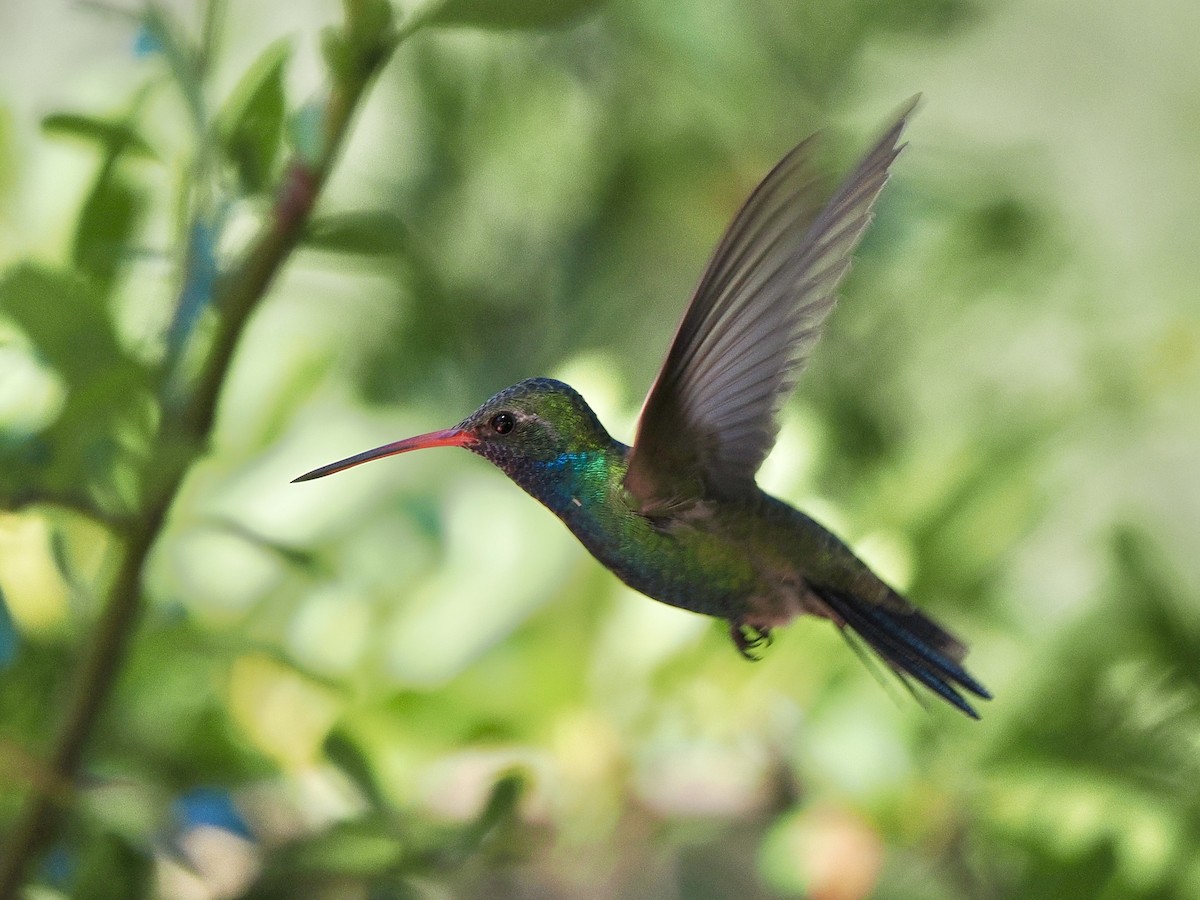 Broad-billed Hummingbird - Kathi Marston