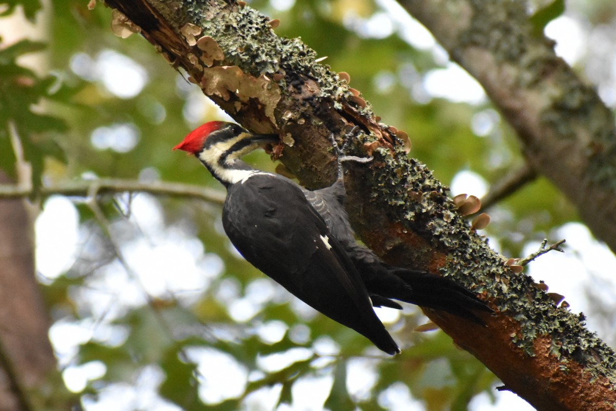 Pileated Woodpecker - ML623997315