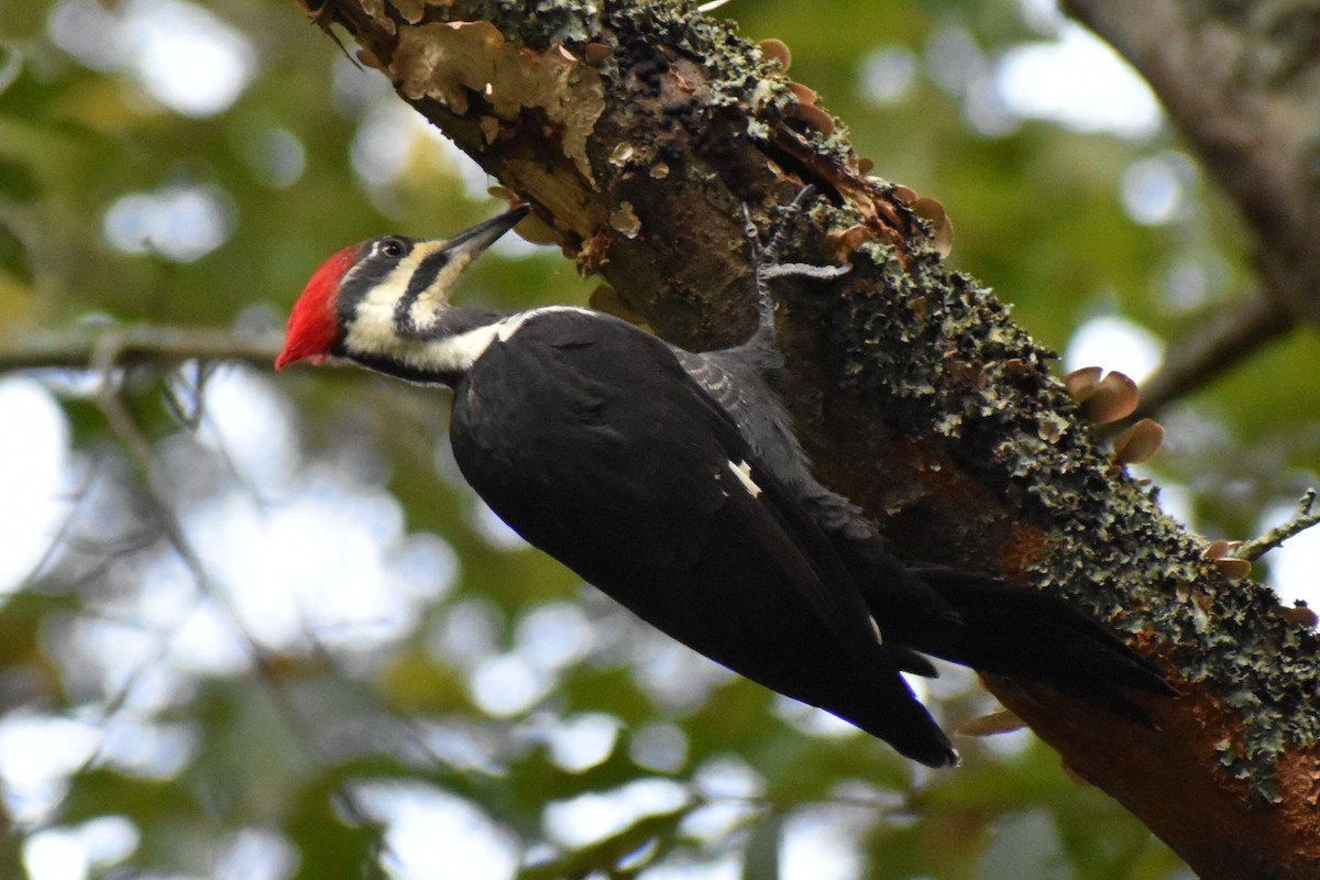 Pileated Woodpecker - ML623997316