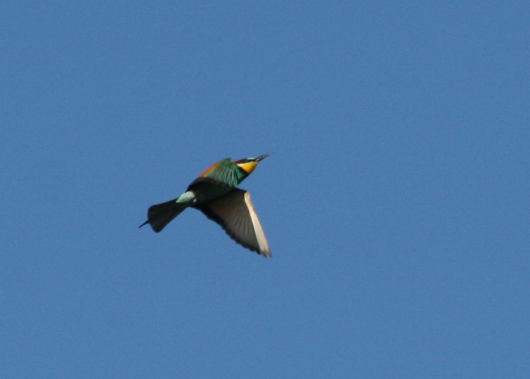 European Bee-eater - ML623997318