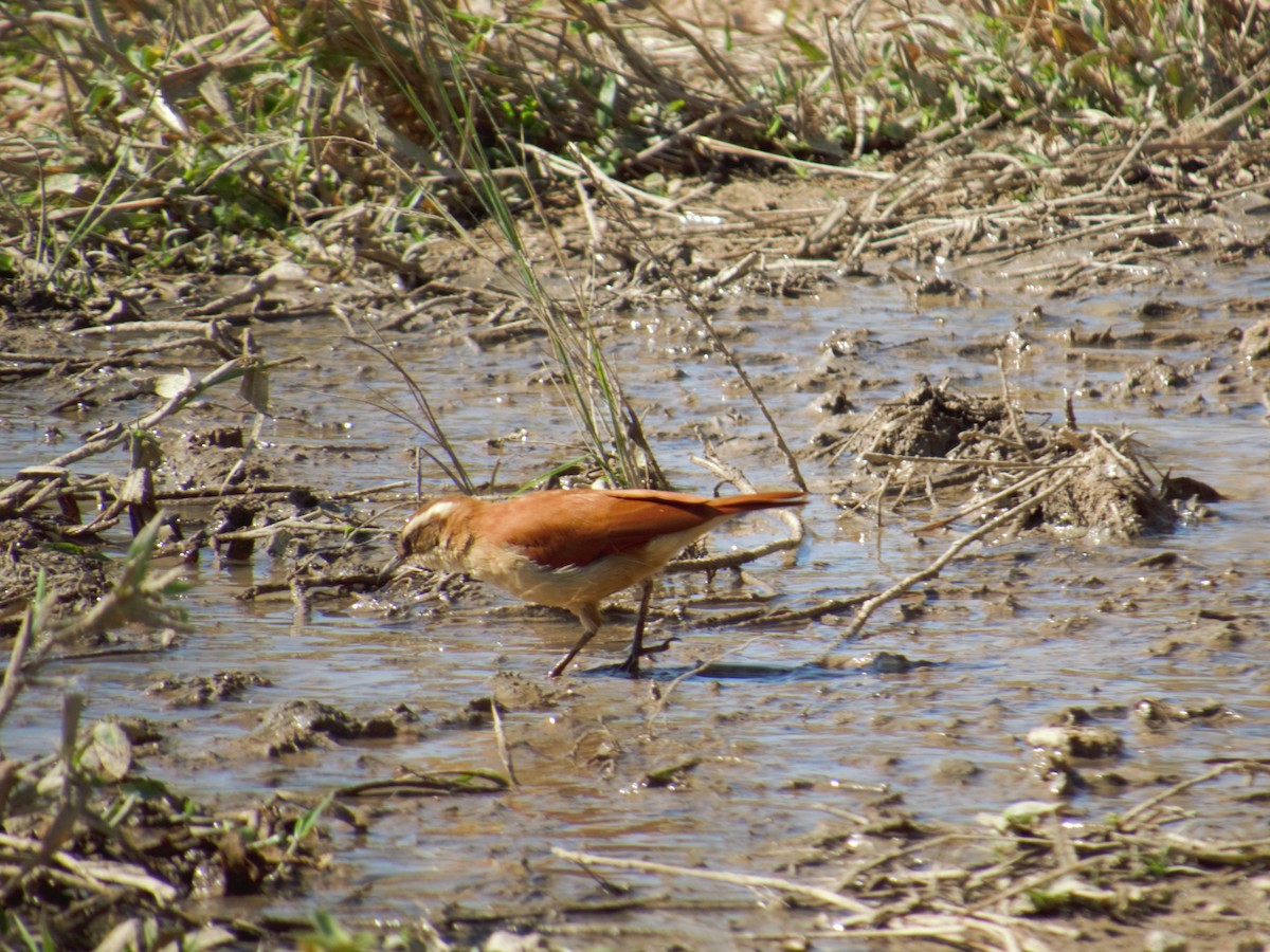 Wing-banded Hornero - ML623997320