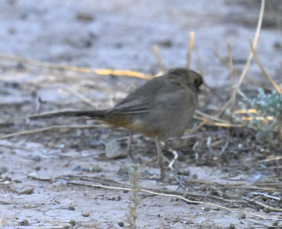 Abert's Towhee - ML623997331