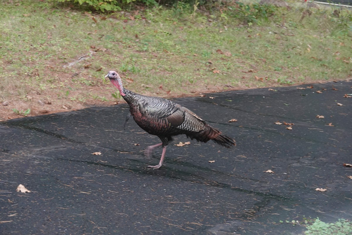 Wild Turkey - Carol Speck