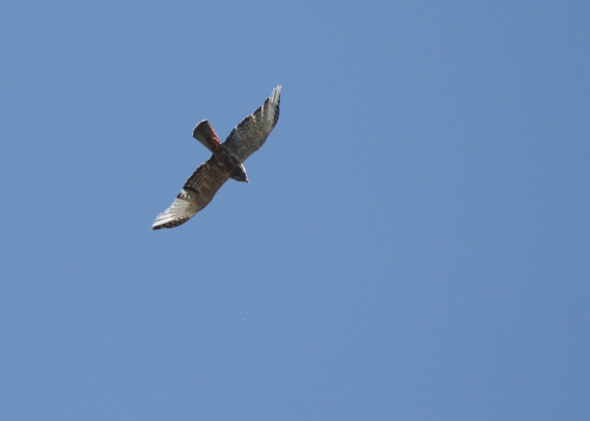 African Marsh Harrier - ML623997354