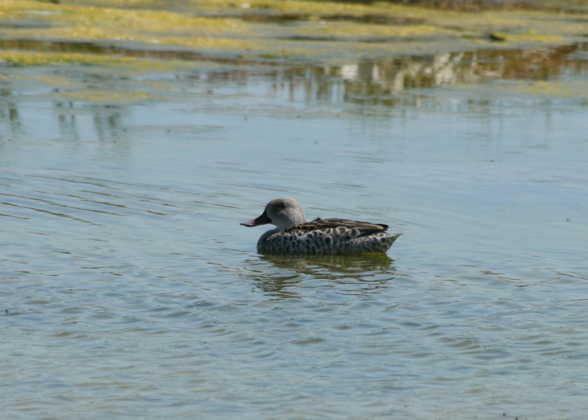 Cape Teal - ML623997361