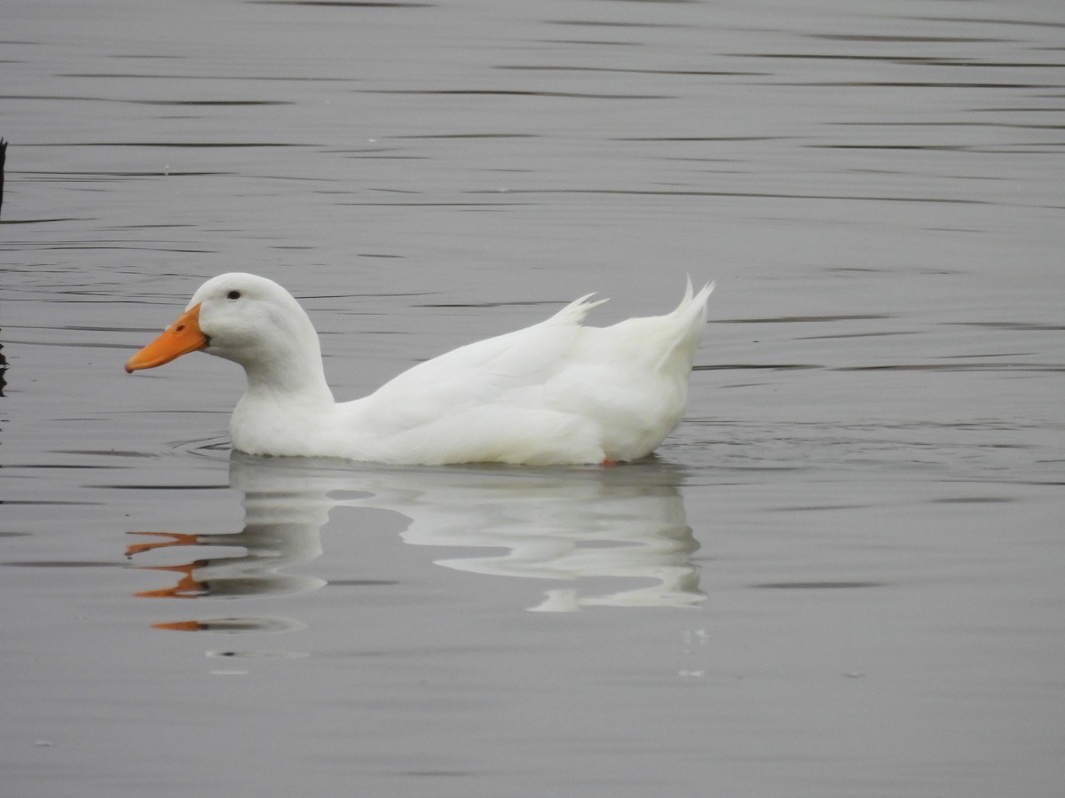 Mallard (Domestic type) - ML623997362