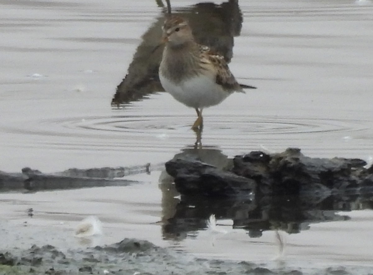 Graubrust-Strandläufer - ML623997376