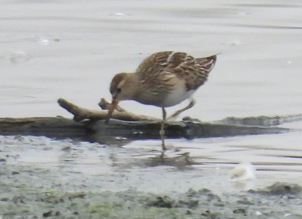 Graubrust-Strandläufer - ML623997380