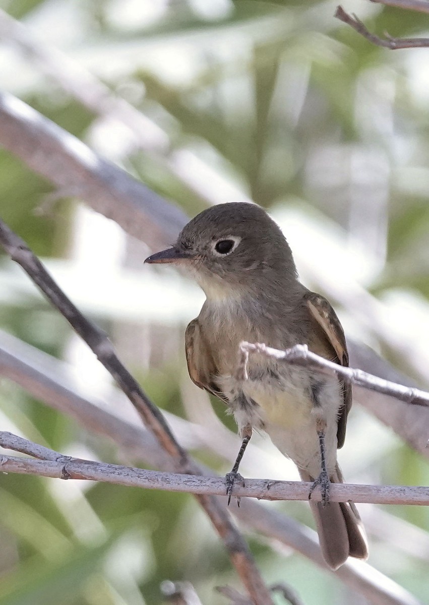 Dusky Flycatcher - ML623997384