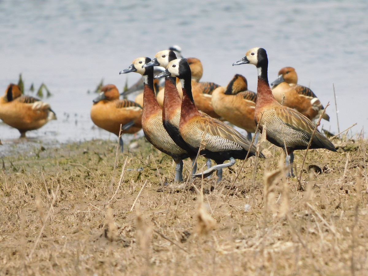 White-faced Whistling-Duck - ML623997385