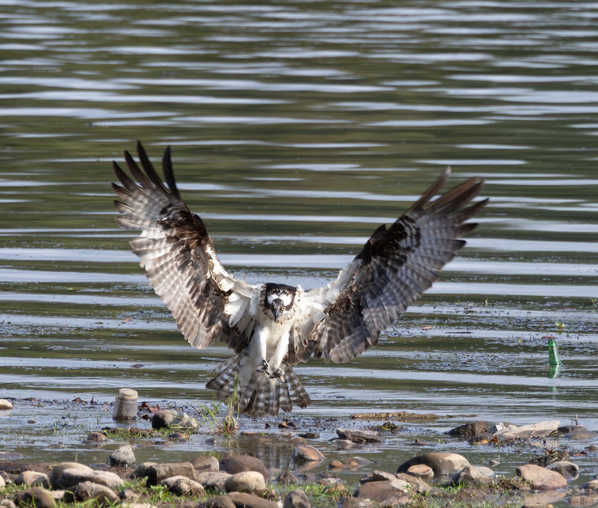 Águila Pescadora - ML623997398