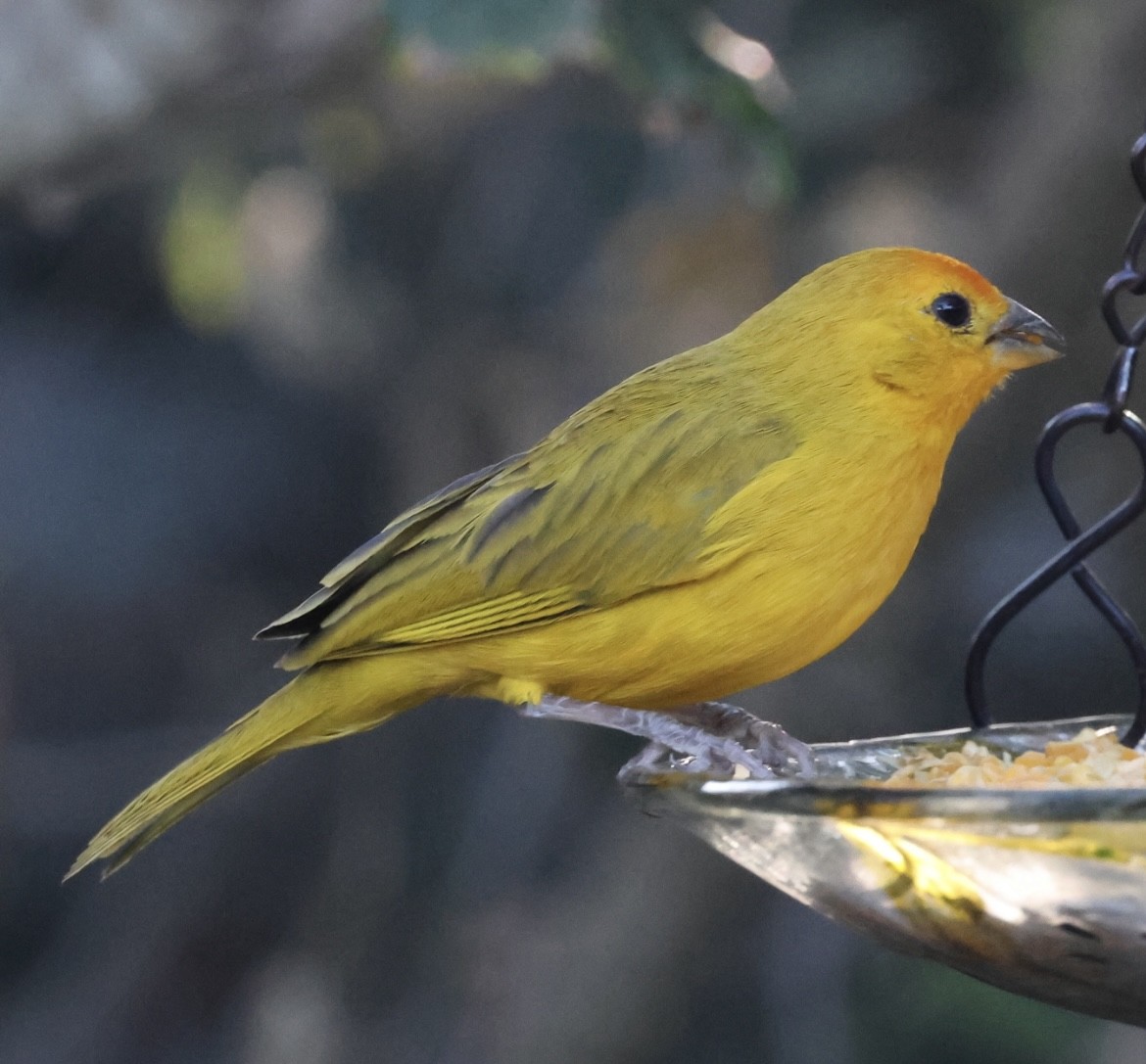 Saffron Finch - ML623997411