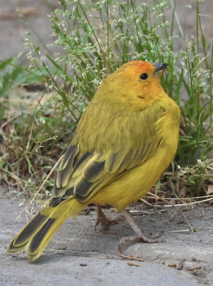 Saffron Finch - ML623997412