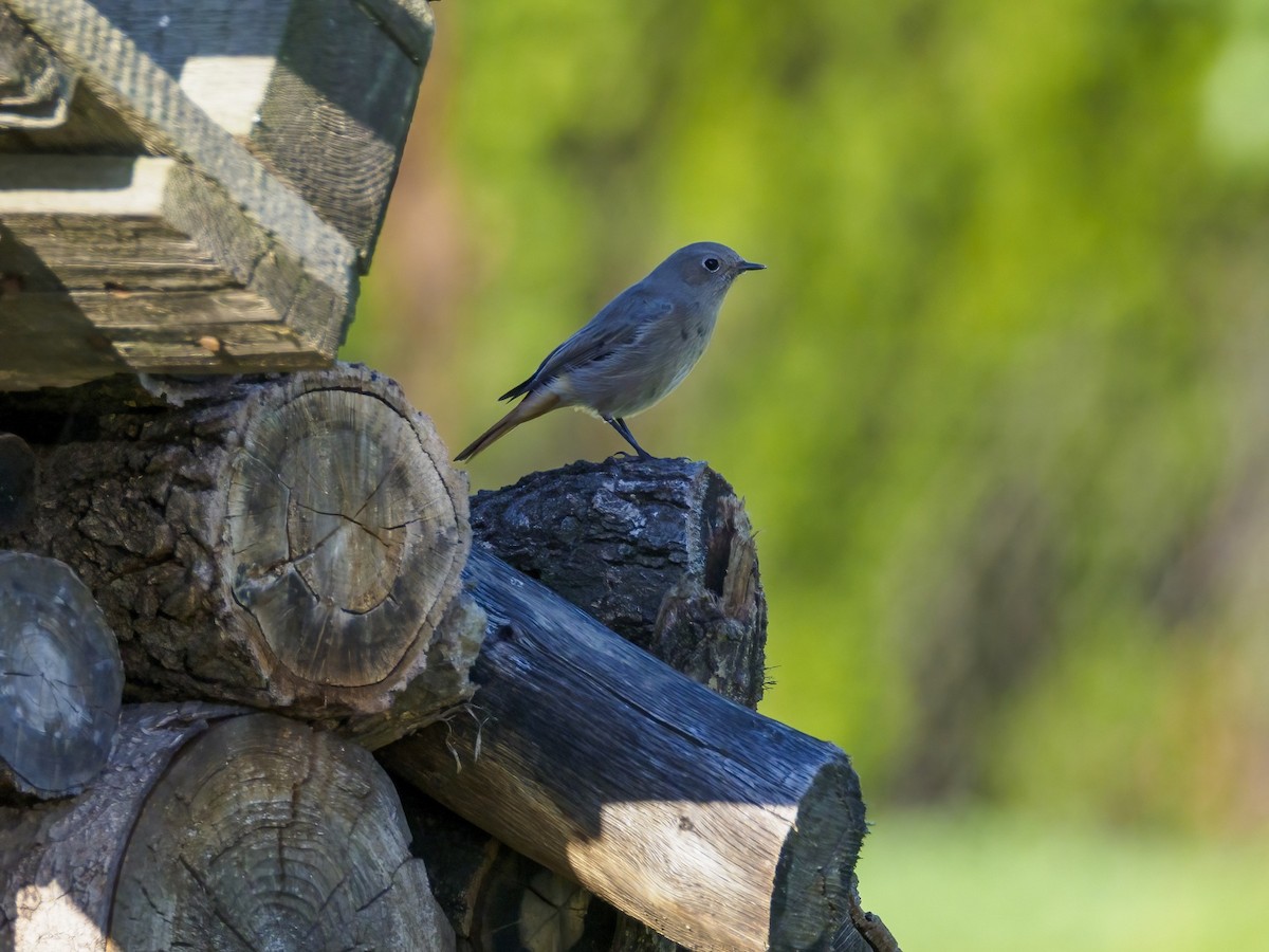 Black Redstart - Pavel Karmelita