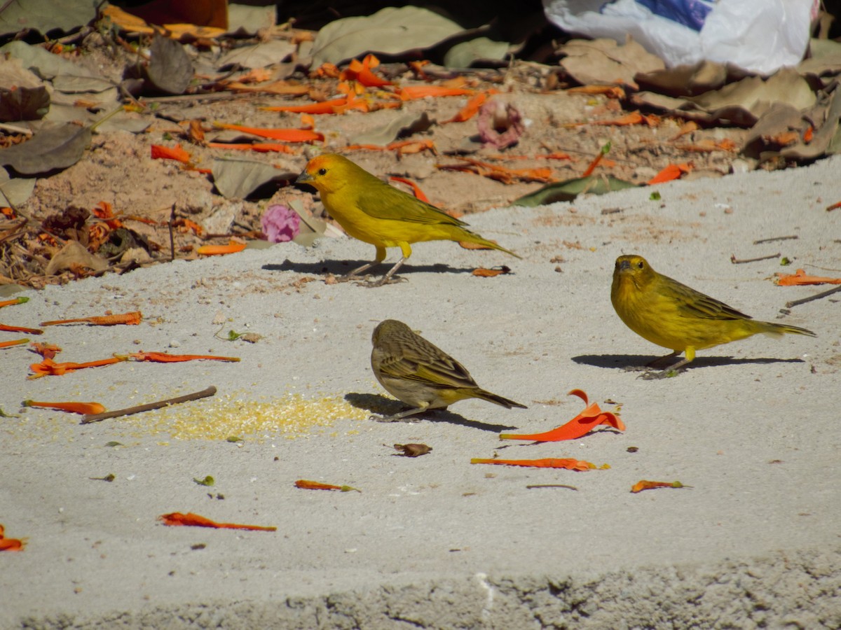 Saffron Finch - ML623997421