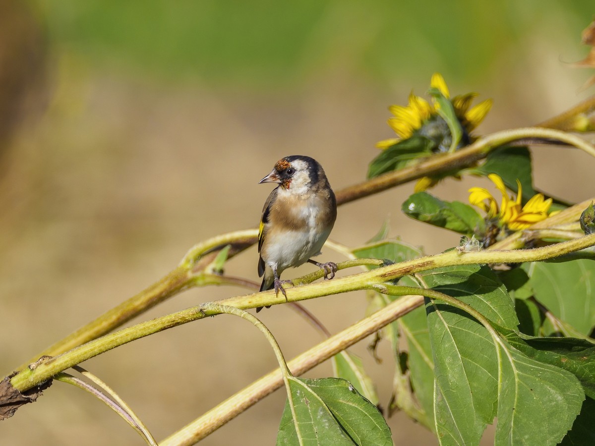 European Goldfinch - ML623997425