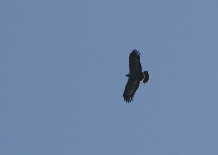 African Harrier-Hawk - ML623997426