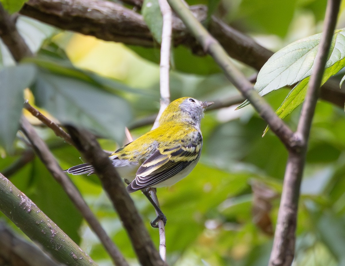 Chestnut-sided Warbler - ML623997427