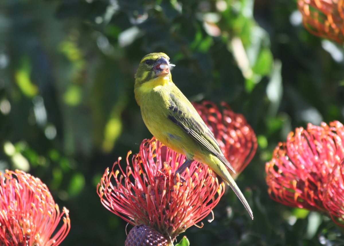 Brimstone Canary - ML623997435