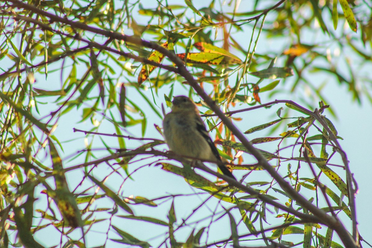 American Goldfinch - ML623997475