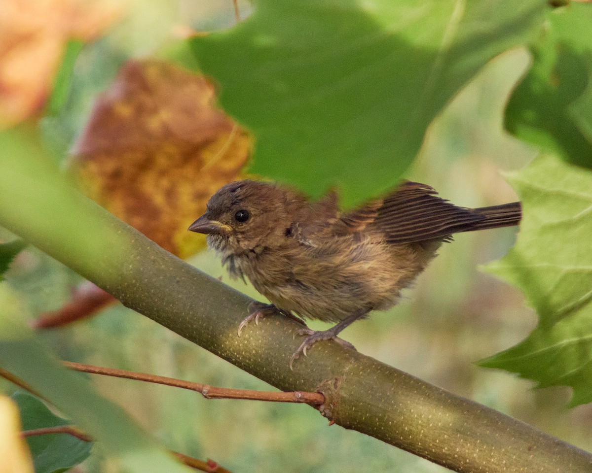 Indigo Bunting - ML623997486