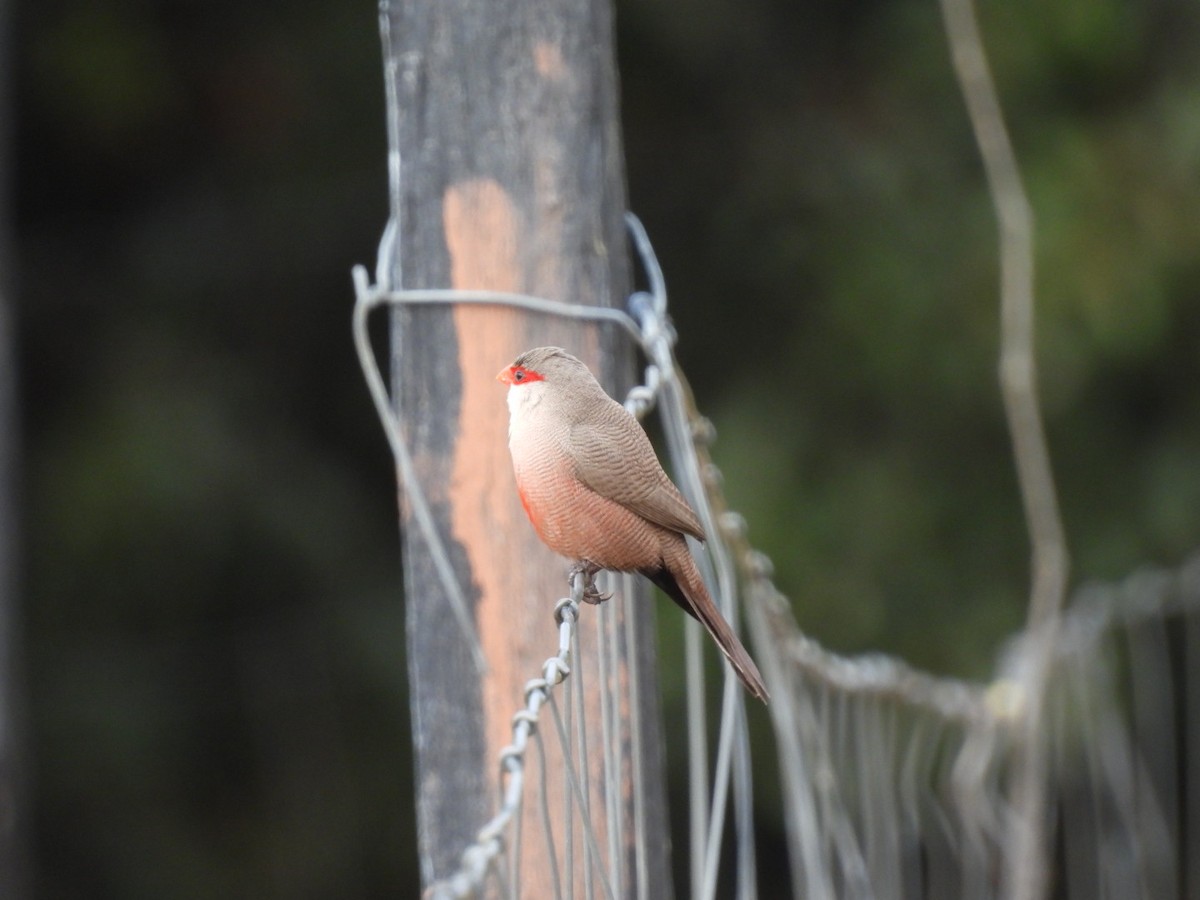 Common Waxbill - ML623997499