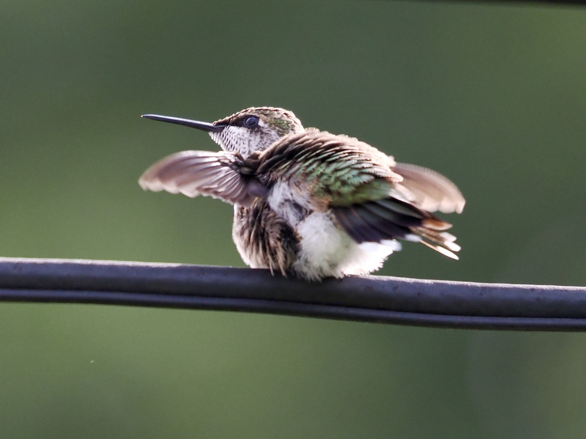 Ruby-throated Hummingbird - Lorri W