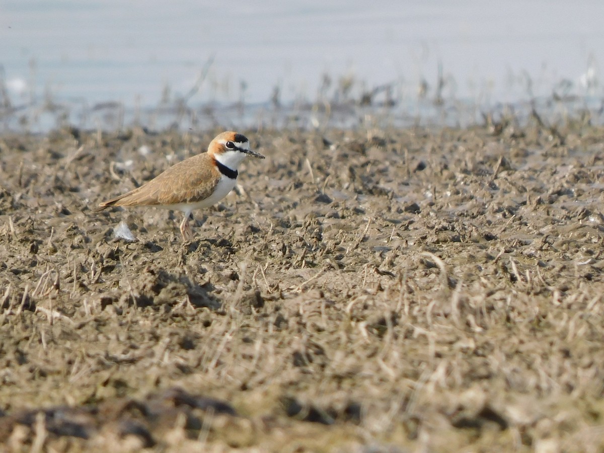 Collared Plover - ML623997528