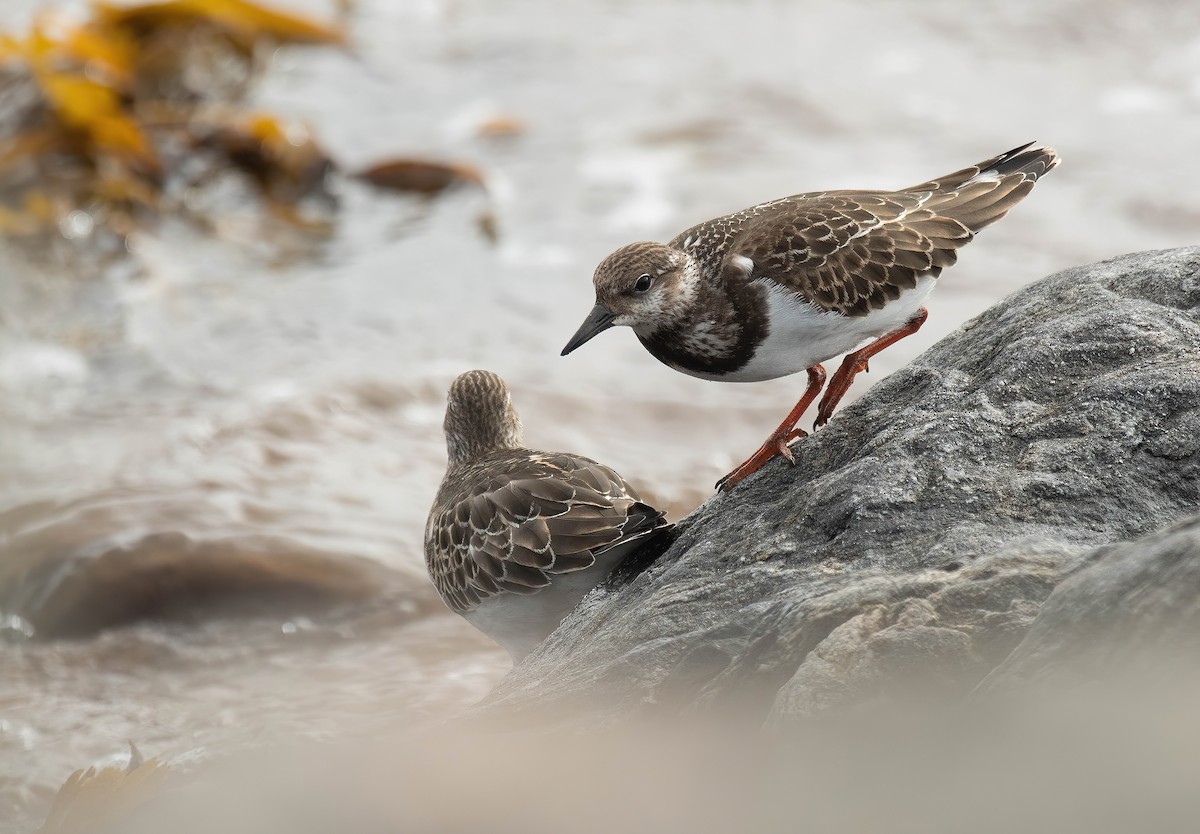 Ruddy Turnstone - ML623997532