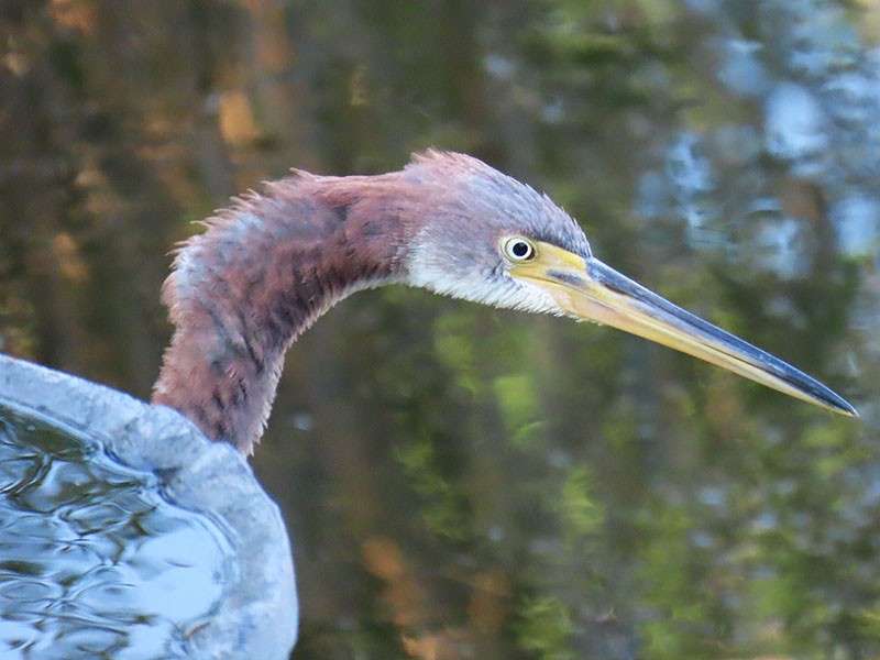 Tricolored Heron - ML623997538