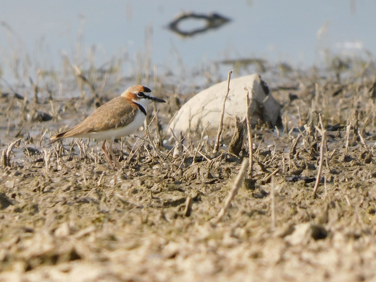 Collared Plover - ML623997540