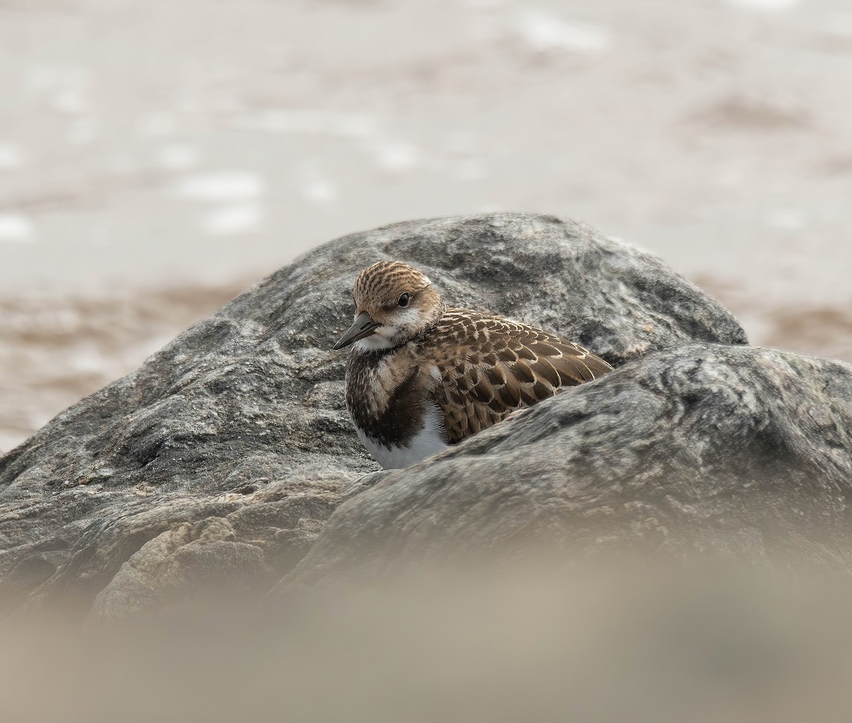 Ruddy Turnstone - ML623997541