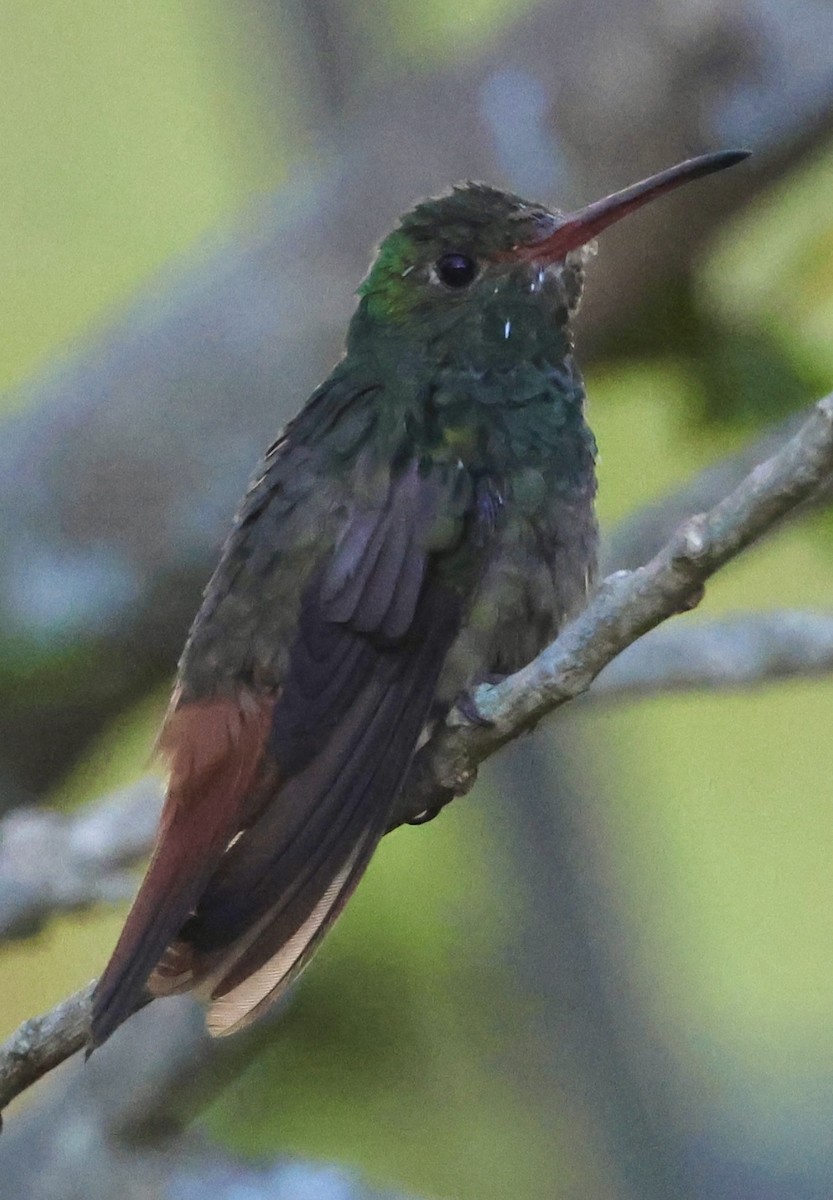 Rufous-tailed Hummingbird - Debbie Crowley