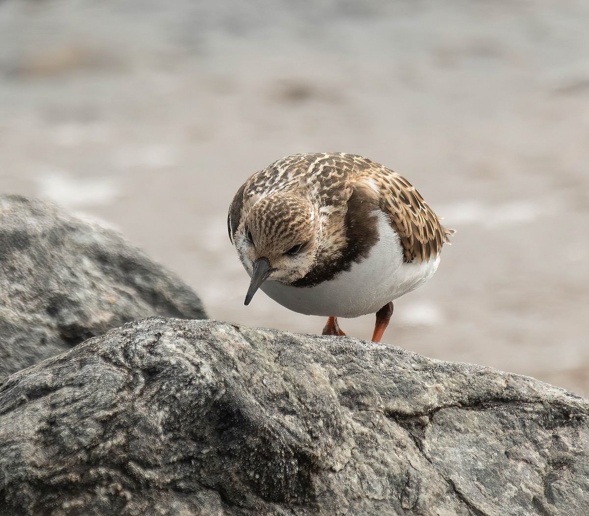 Ruddy Turnstone - ML623997549