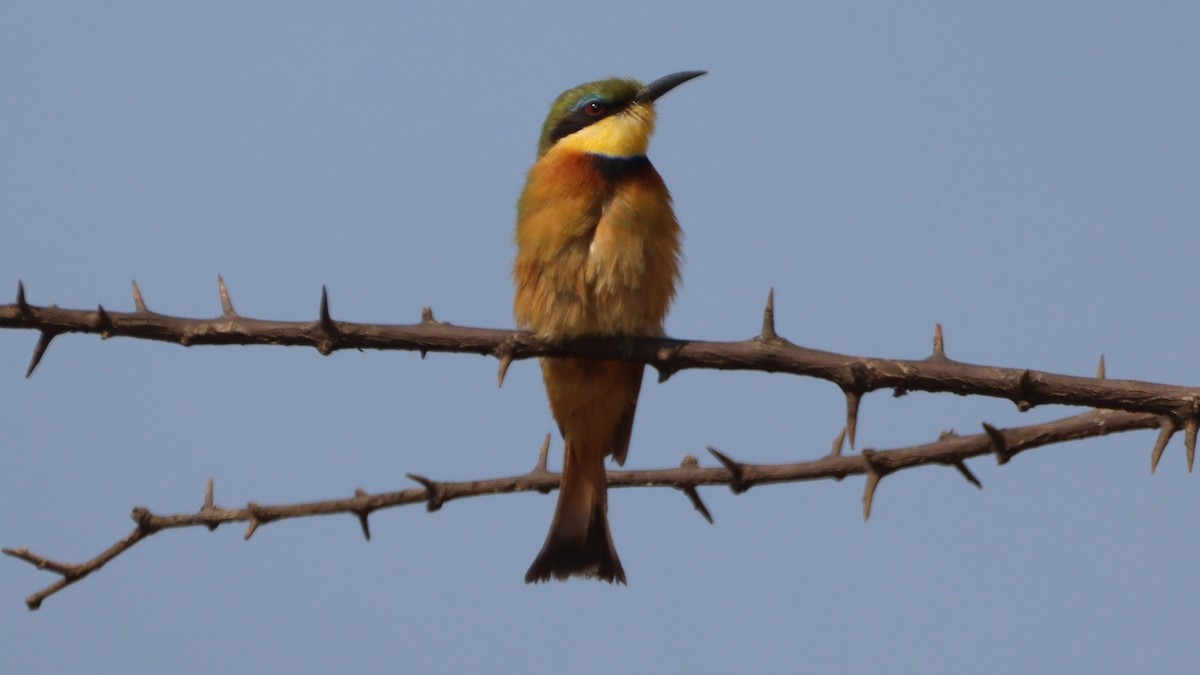 Little Bee-eater - ML623997561