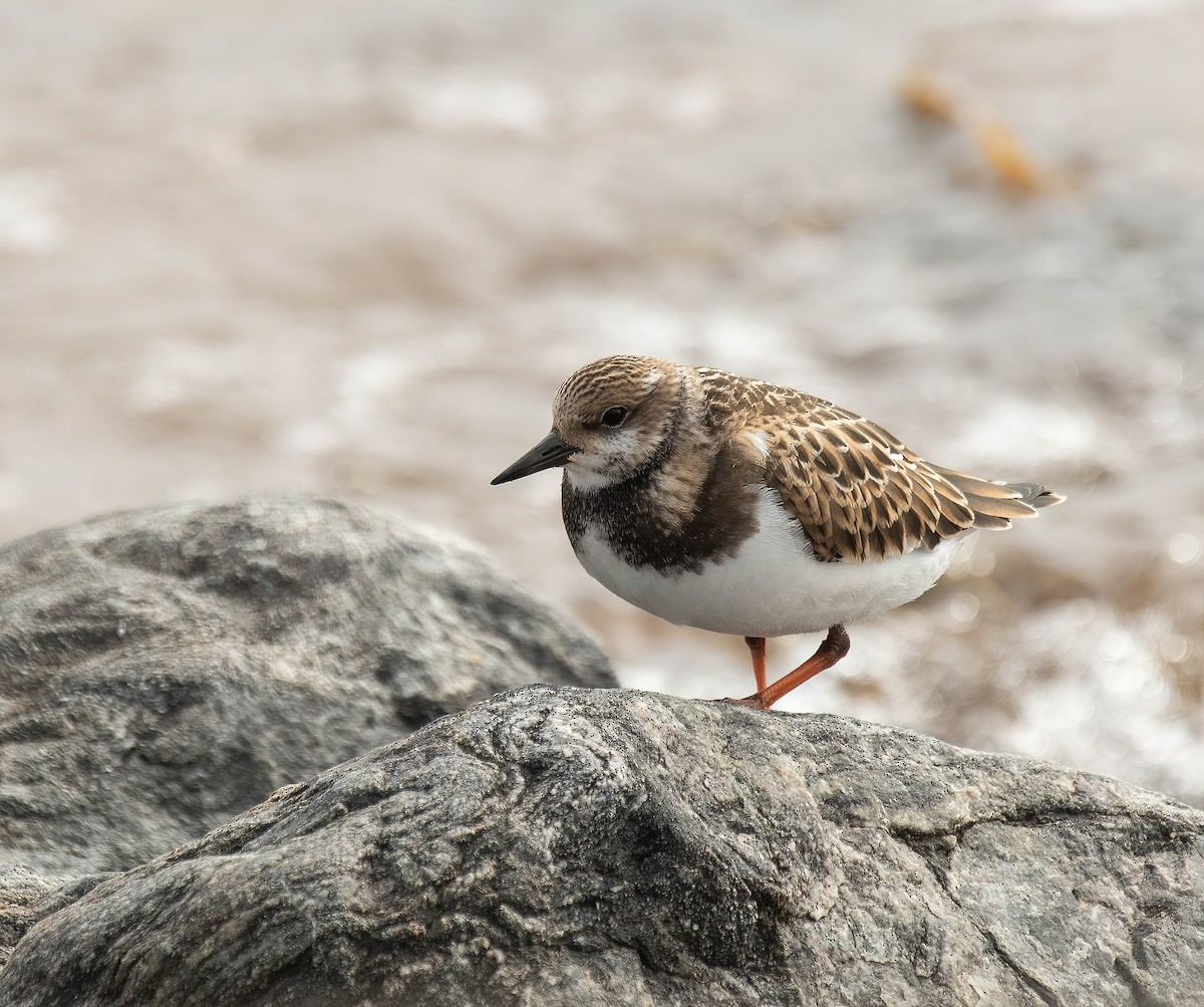 Ruddy Turnstone - ML623997565