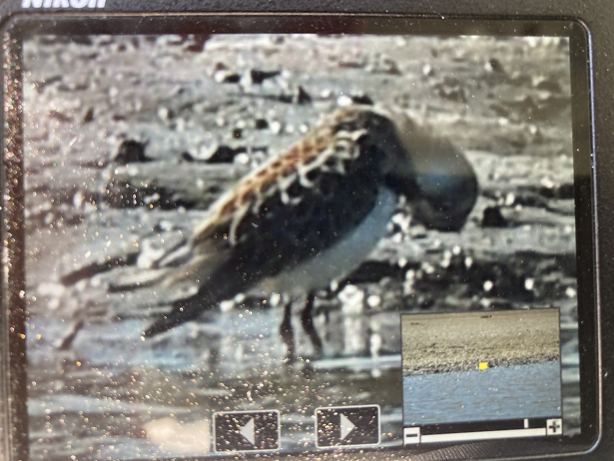 Western Sandpiper - ML623997572